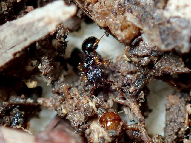 Myrmecina amamiana