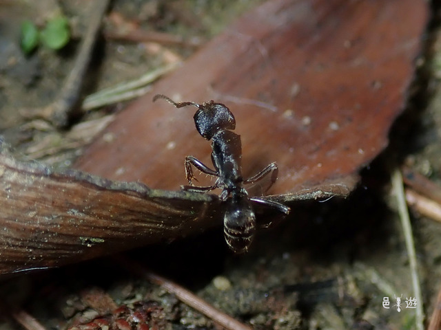 Odontoponera sp