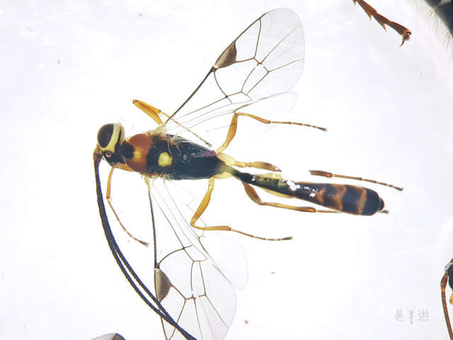 Himertosoma kuslitzkii