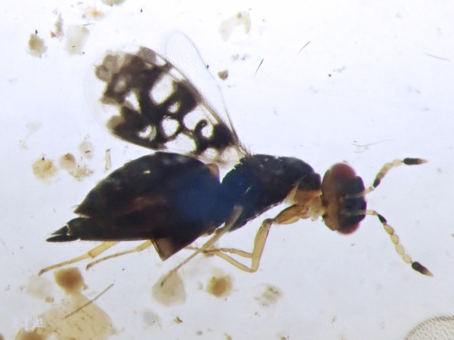 Astichus sp