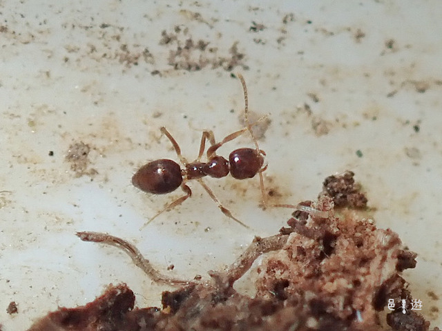 Nylanderia sp