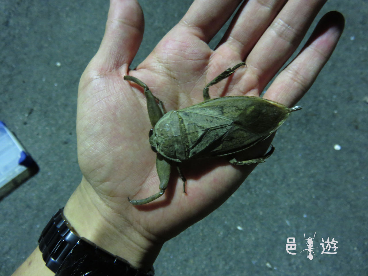 憧れの虫 邑遊自適 好蟻性的俺