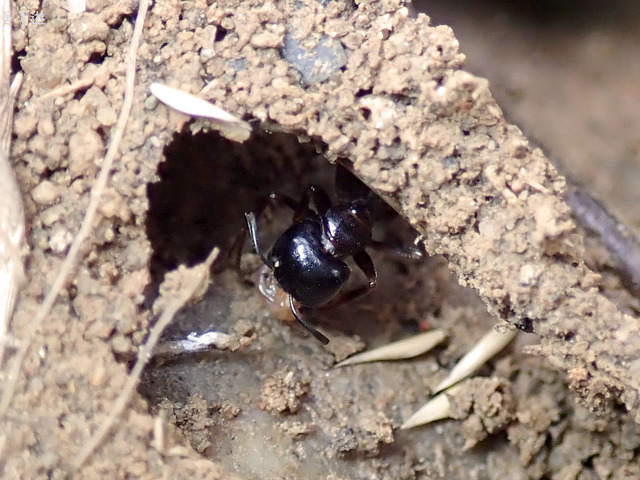 Camponotus friedae-4