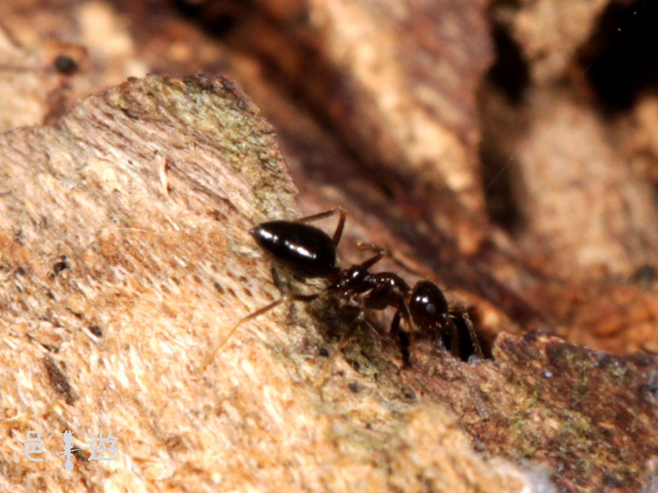 上目遣い 邑遊自適 好蟻性的俺