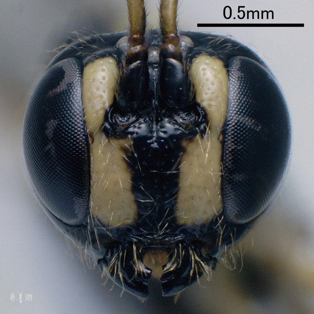 rhyssinae-head