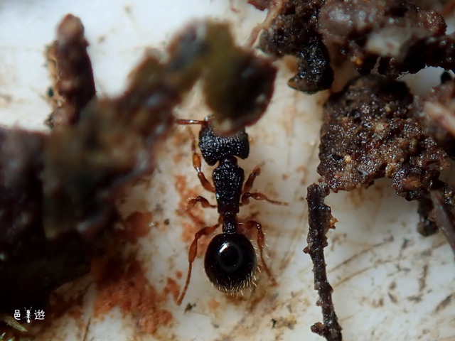 Myrmecina amamiana-4