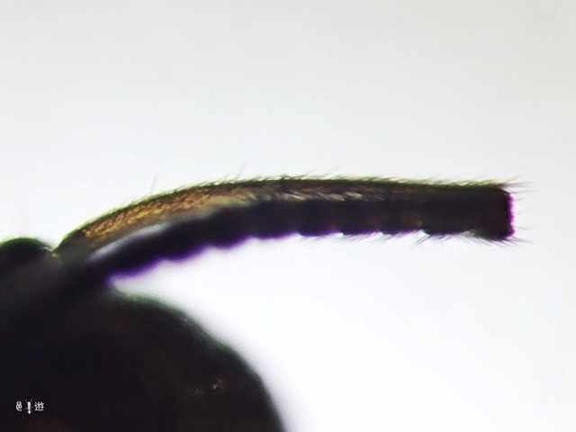 Lasius umbratus-Scape