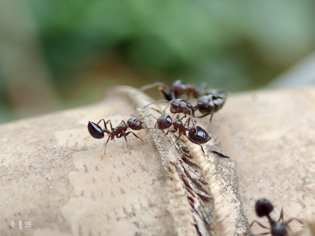 Crematogaster sp