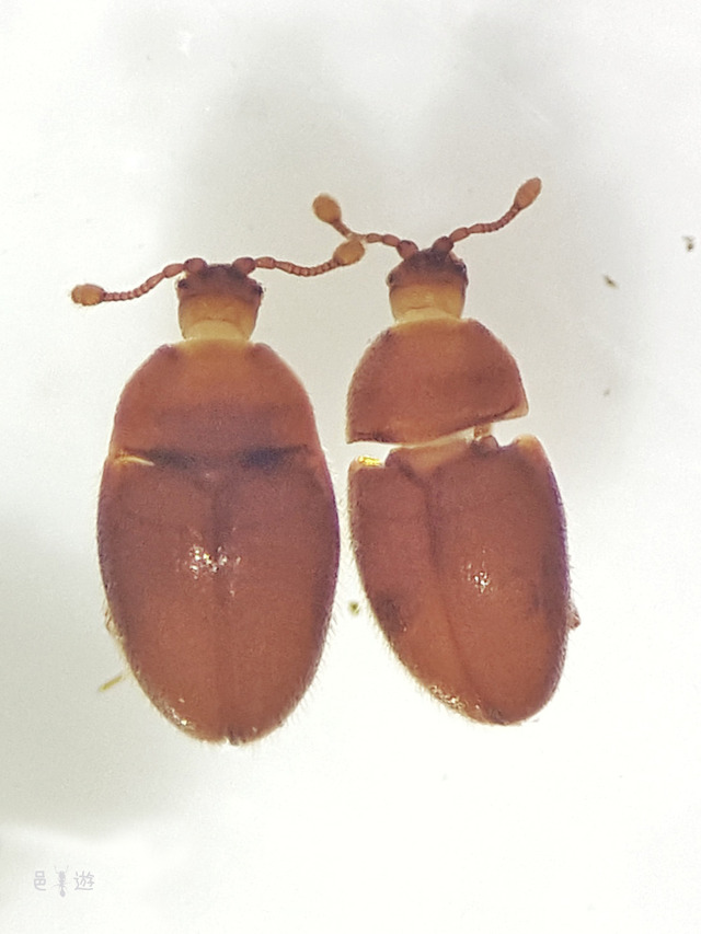 Dernostea tanakai