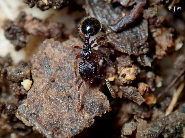 Myrmecina amamiana-3
