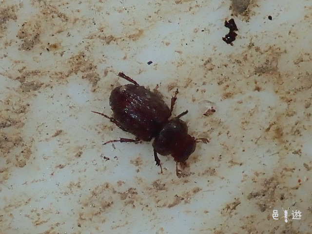 Mozartius uenoi