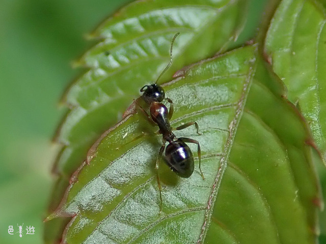 Camponotus yamaokai