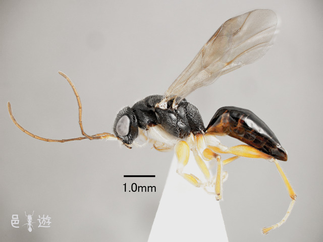 Anteoninae