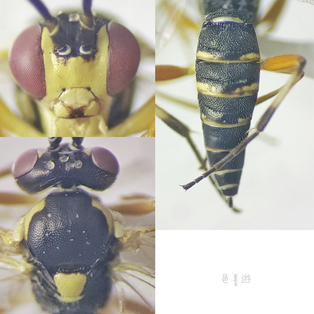 Diplazon ryukyuensis