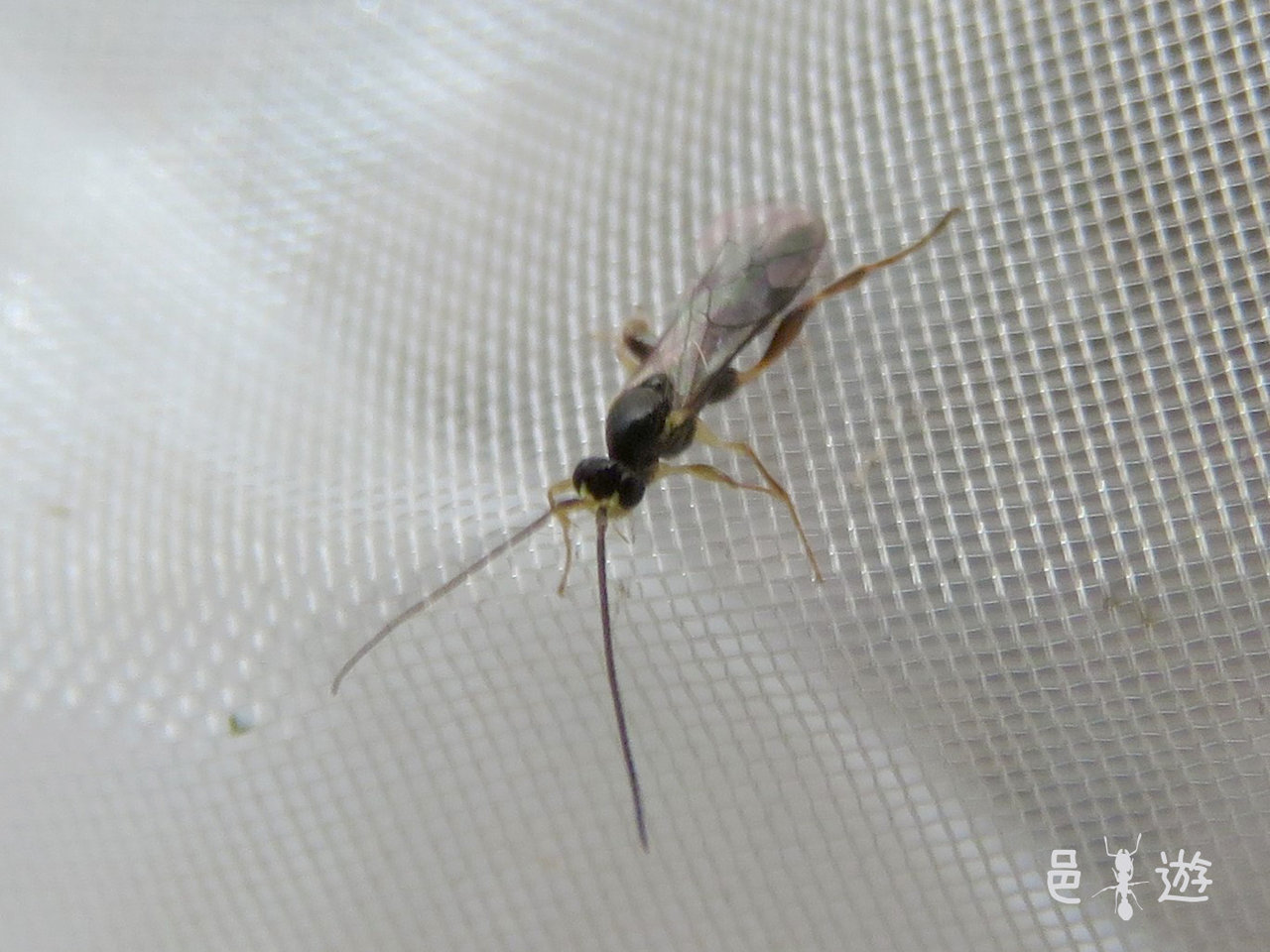 黄色い顔の蝿食い蜂 邑遊自適 好蟻性的俺 黄色い顔の蝿食い蜂 邑遊自適 好蟻性的俺