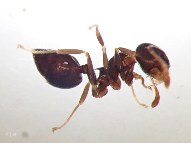 Crematogaster izanami-ekisin