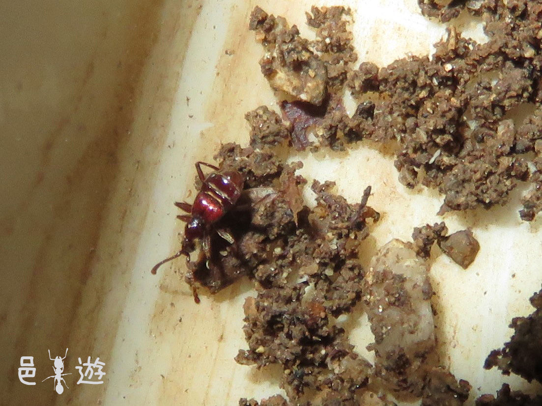 好蟻性が好きになる 邑遊自適 好蟻性的俺 好蟻性が好きになる 邑遊自適 好蟻性的俺