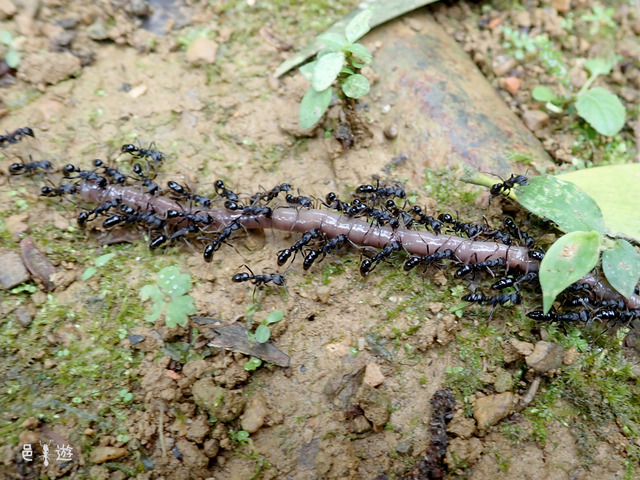 Leptogenys foreging