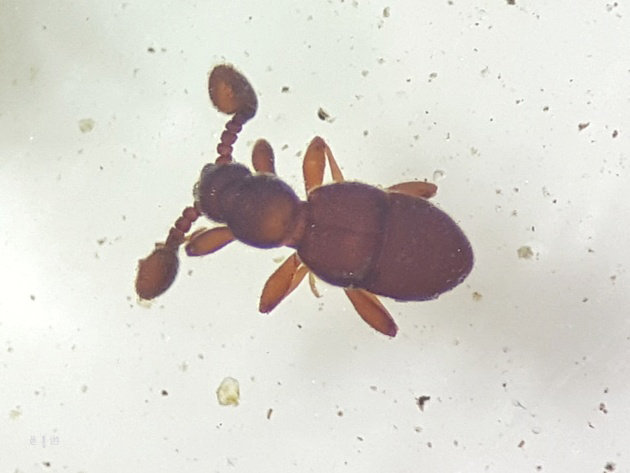 aridukamusi2