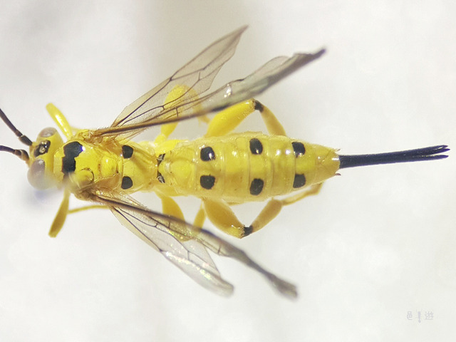 Xanthopimpla punctata