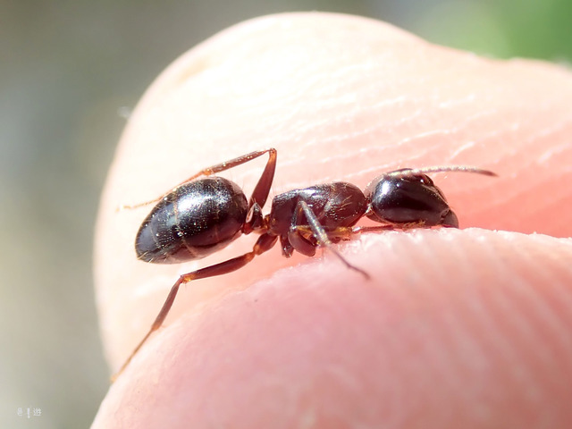 Camponotus friedae-2