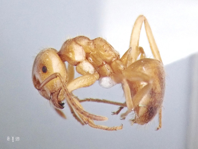 Lasius meridionalis