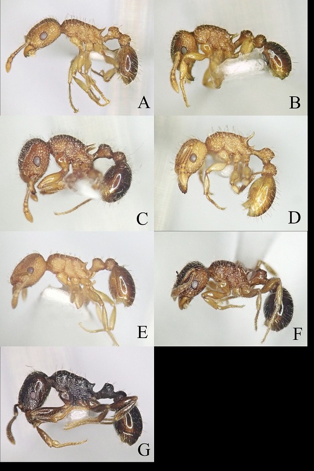 Tetramorium_Japan