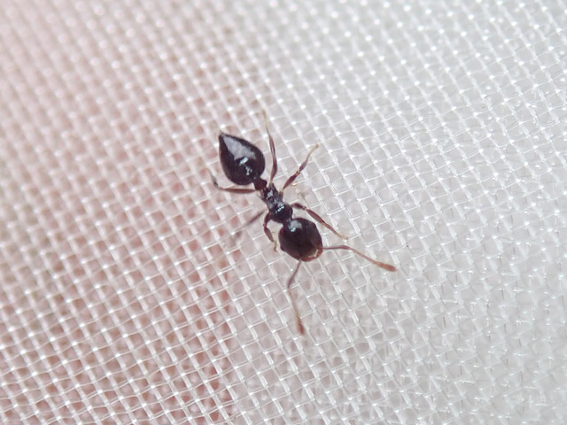 Crematogaster izanami-2