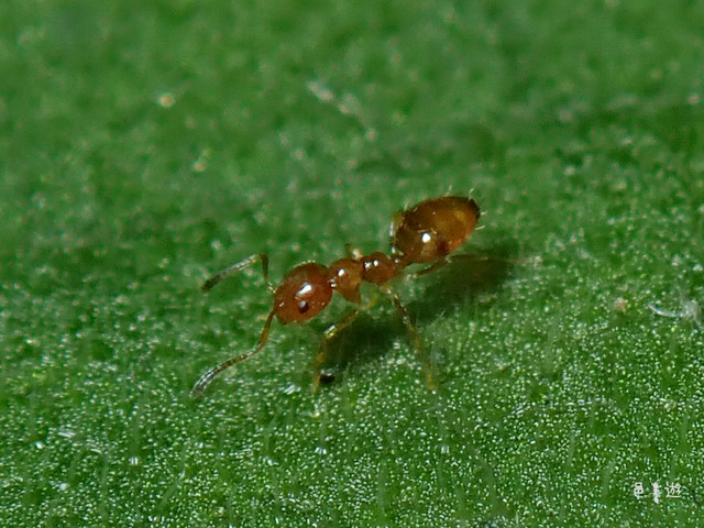 Plagiolepis flavescens1
