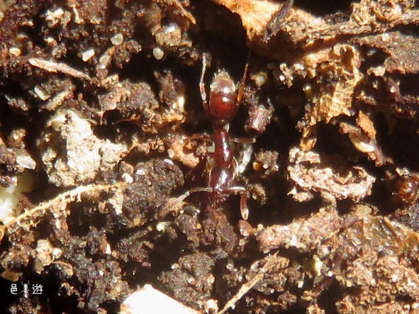 Hypoponera beppin2