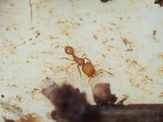 Carebara yamatonis-3