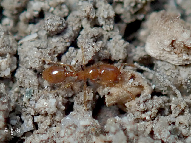 Solenopsis japonica-major