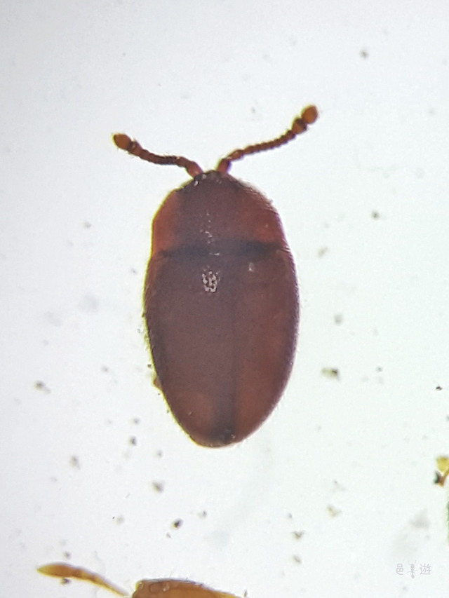 Sternodea japonica2