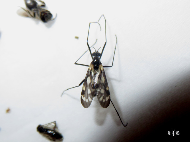 Haruka elegans