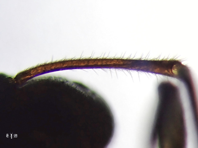 Lasius meridionalis-Scape