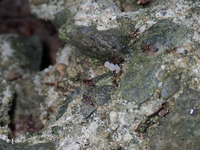 Pheidole noda