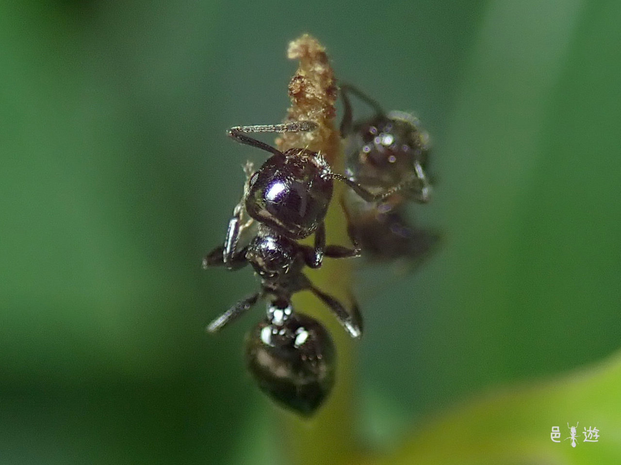 太陽と蟻 地元の仲間と一休み : 邑遊自適～好蟻性的俺～