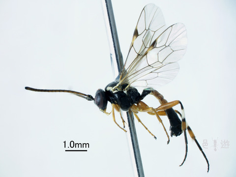 Diplazon laetatorius