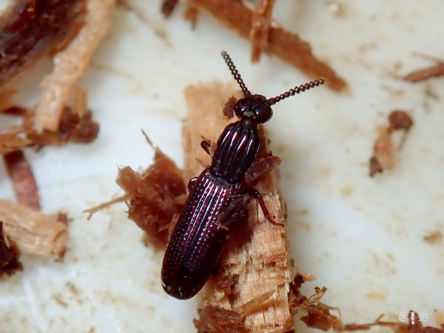 Omoglymmius sakuraii