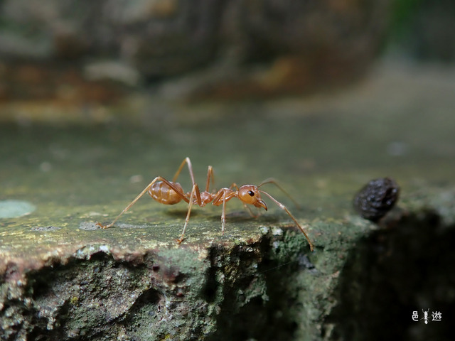 Oecophylla smaragdina