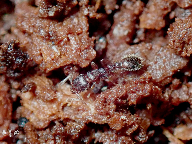 Vollenhovia amamiana-2