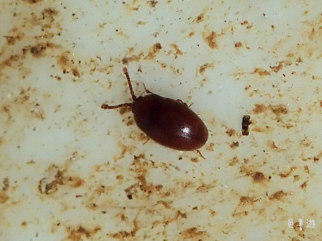 Sternodea japonica