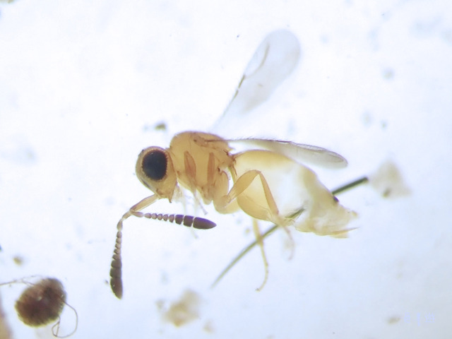 Ceraphronidae-lemon_color