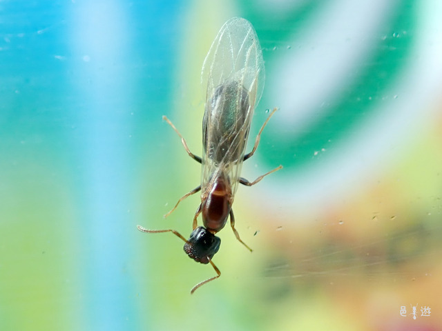 Colobopsis nipponica-female