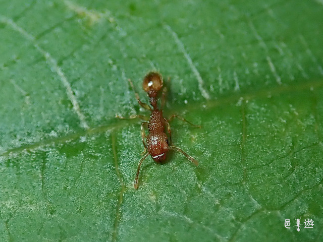 Tetramorium nipponense