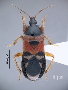 makibalong