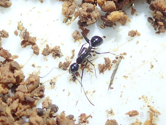 Camponotus amamianus