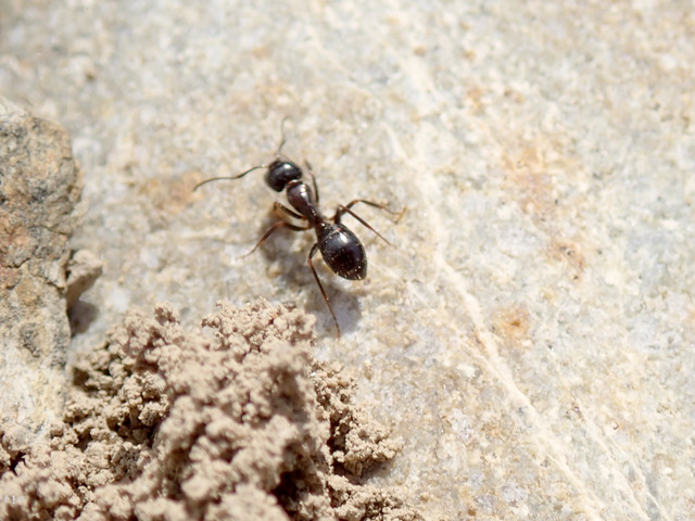 Camponotus friedae-1