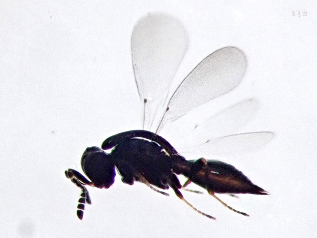 Inostemma