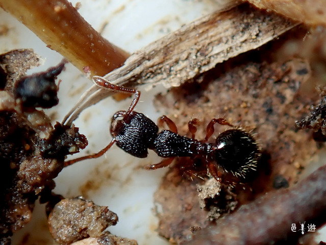 Myrmecina amamiana-2